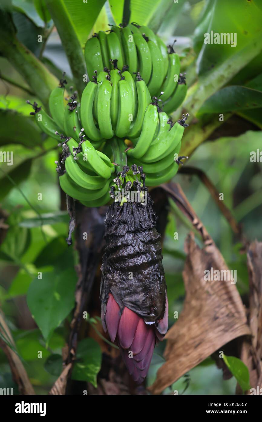 Un mazzo di banane verdi non mature. Foto Stock