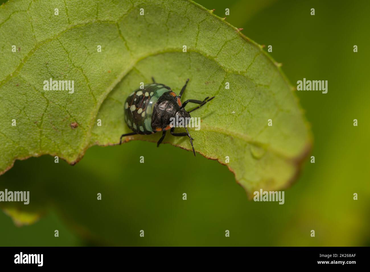 un primo piano di un bug su una foglia Foto Stock
