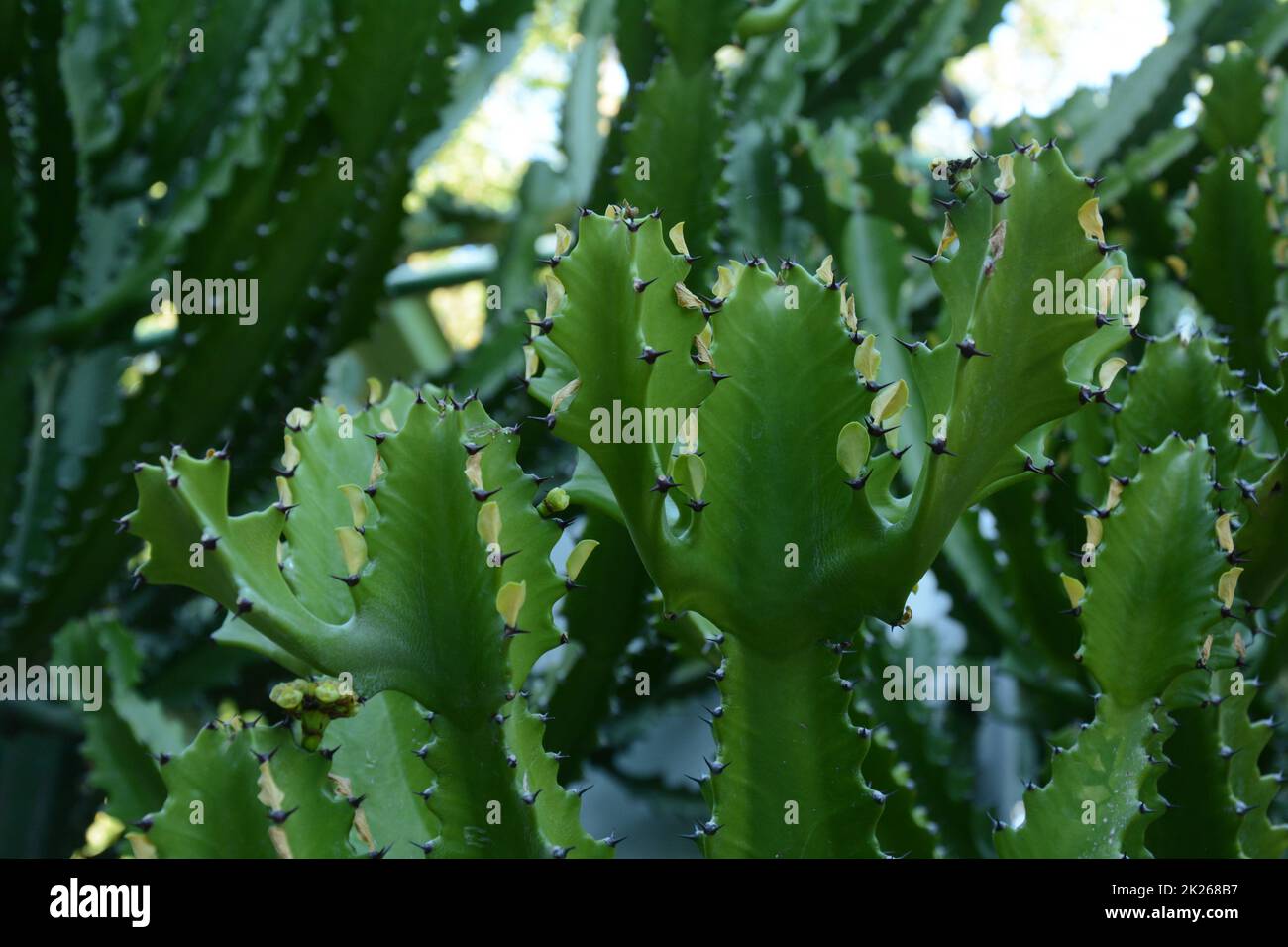 Candelelabra cactus, una specie di cactus endemica delle isole Galapagos. Piante tropicali nel Parco di Utopia. Bahan, Israele. Foto Stock