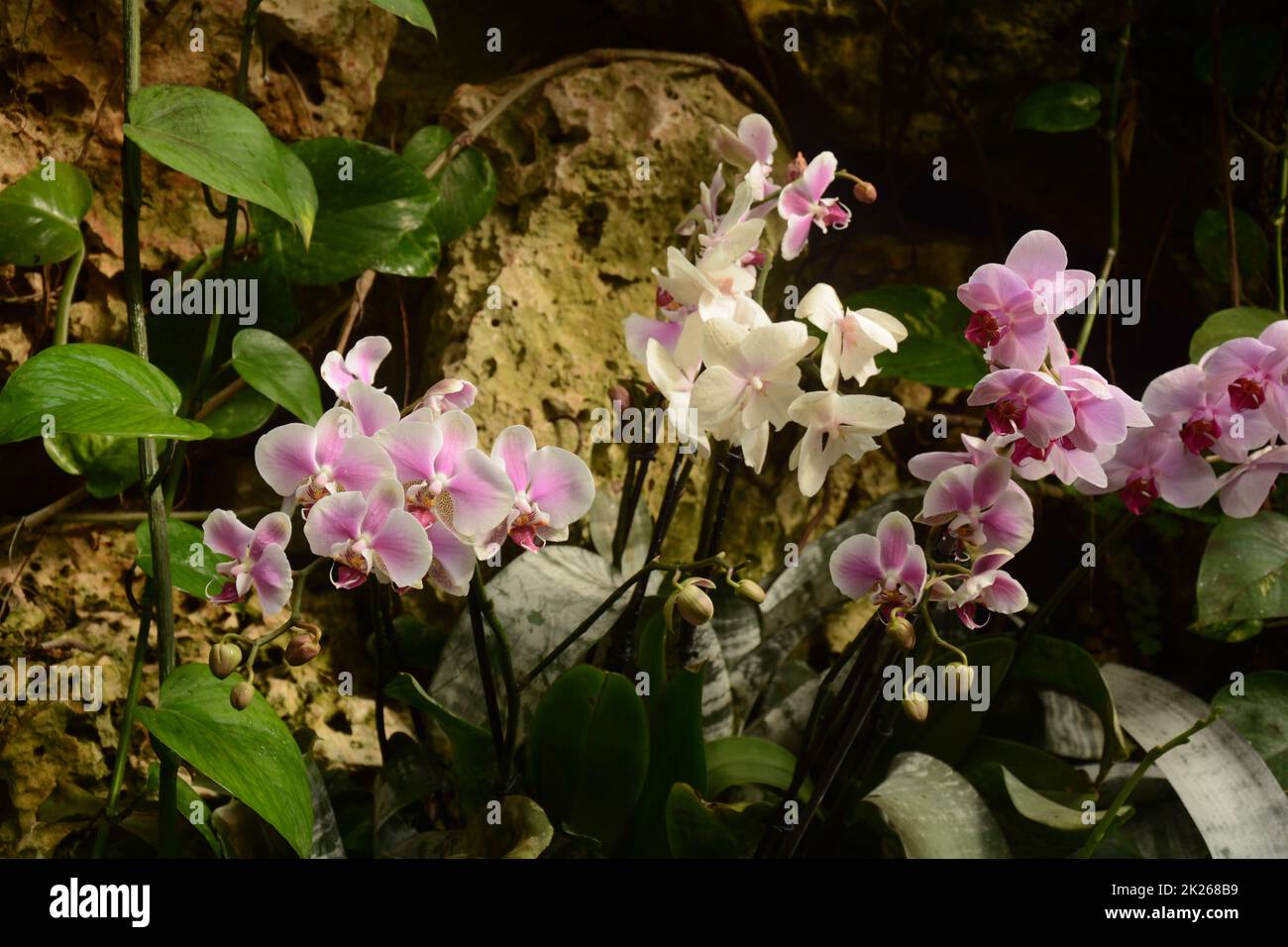 Orchidee uno dei più grandi e diversi gruppi di piante da fiore. Parco di piante tropicali UTOPIA. Israele. Foto Stock