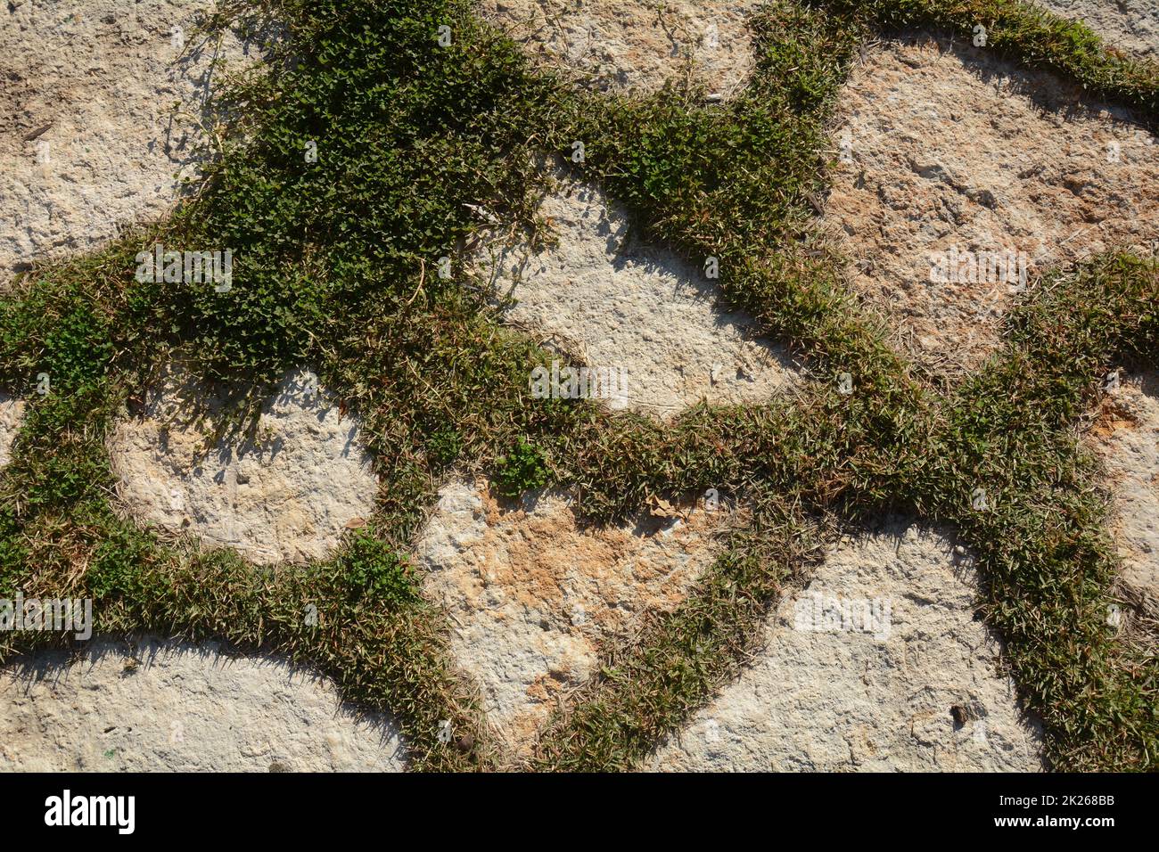 Sentiero in pietra nel parco. Percorso di pietra fatto da un ciottolo. Percorso con erba verde tra le pietre. Foto Stock