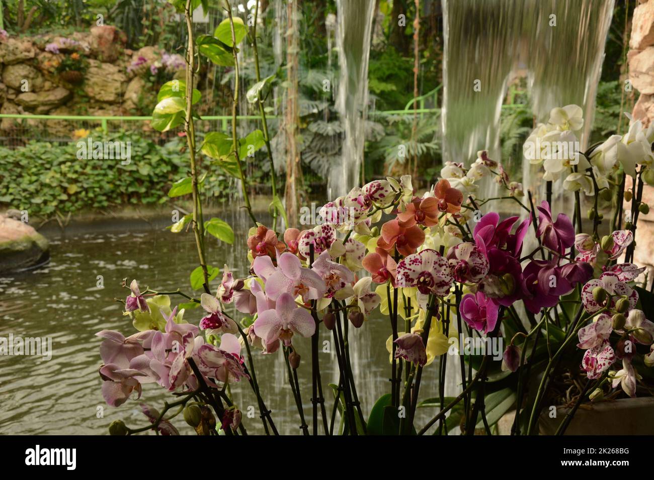 Orchidee uno dei più grandi e diversi gruppi di piante da fiore. Parco di piante tropicali UTOPIA. Israele. Foto Stock