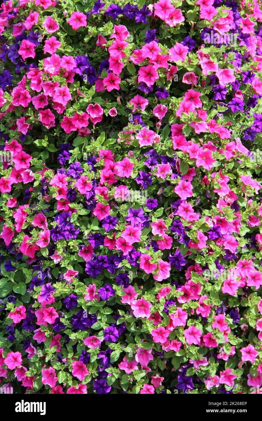 fiori rosa viola campana fiorire in natura. Grande cespuglio di ipomoea fioritura Foto Stock