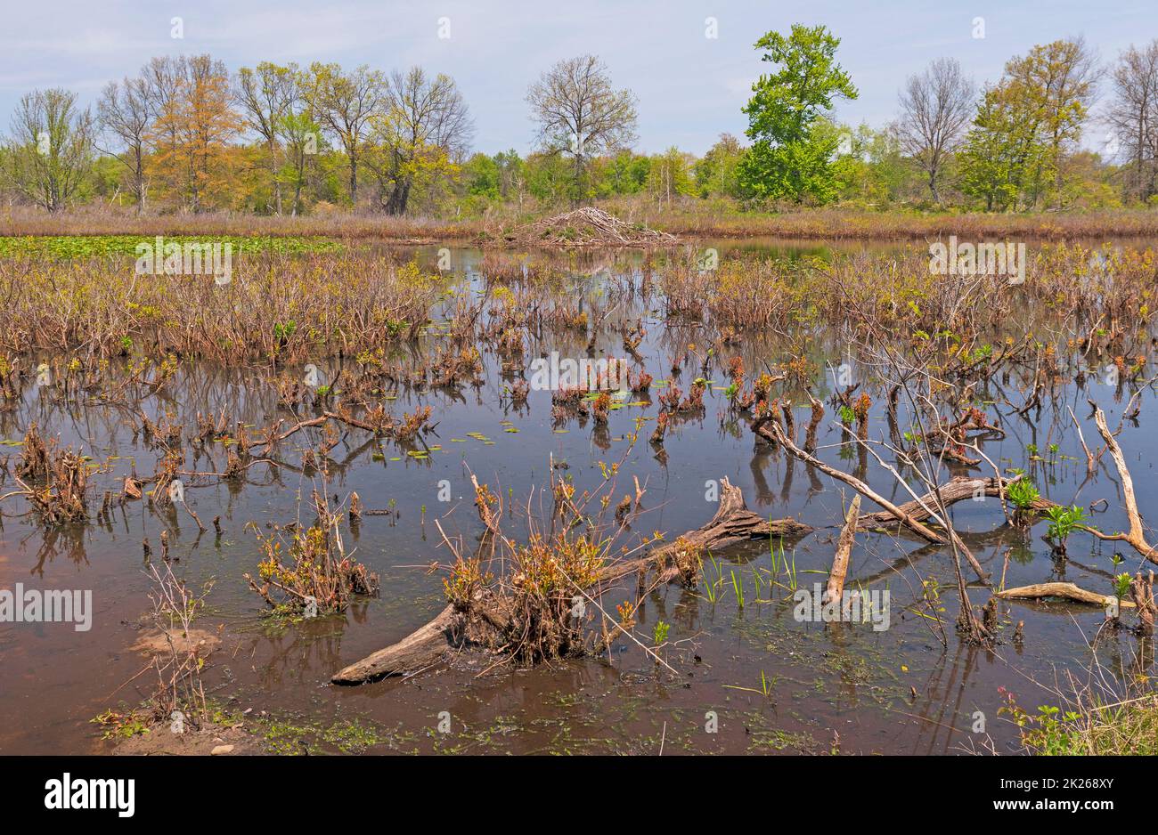 Laghetto di acqua dolce con una casa di castoro Foto Stock