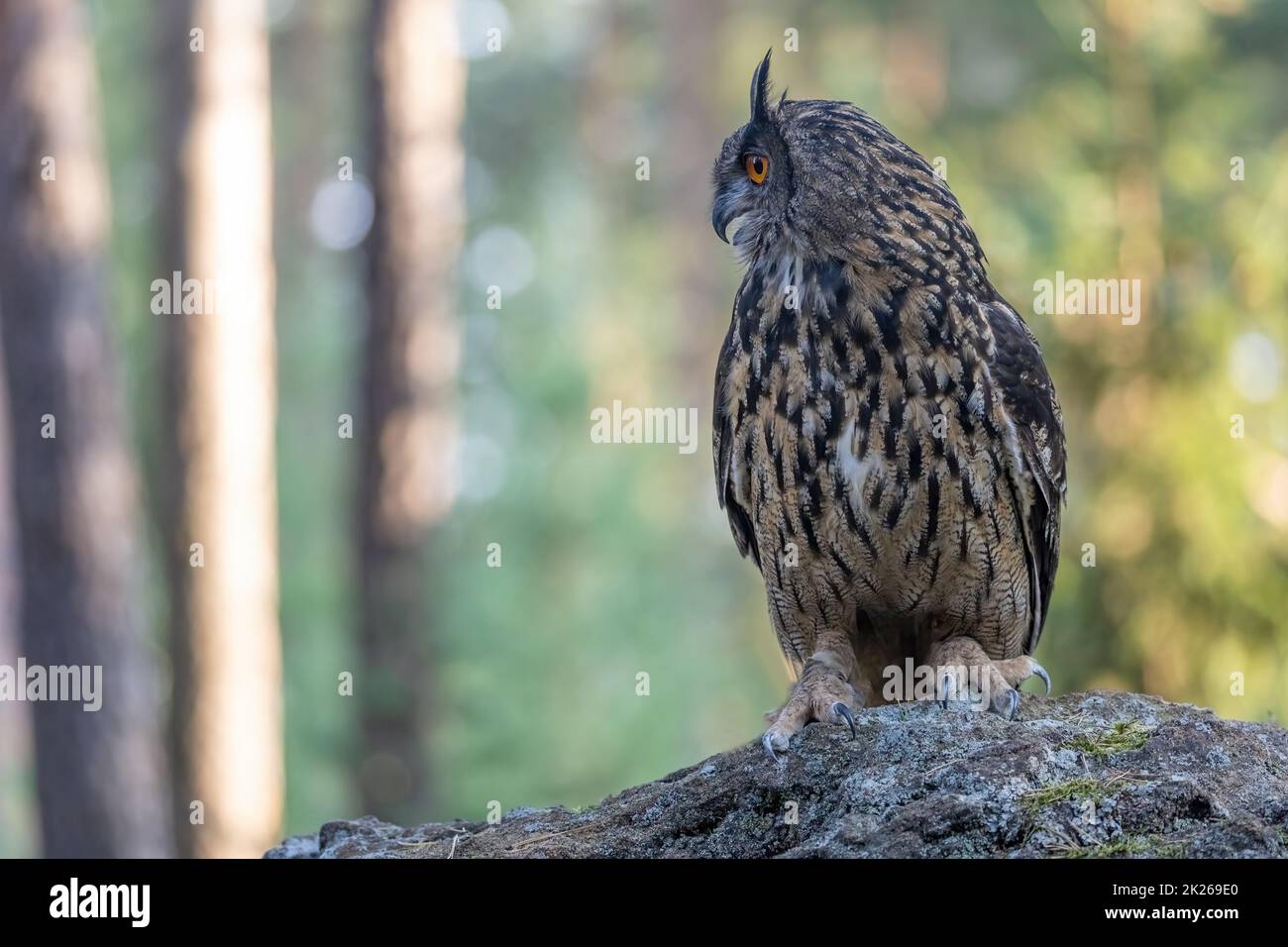 Il gufo marrone è seduto sulla pietra guardando il lato. Foto Stock