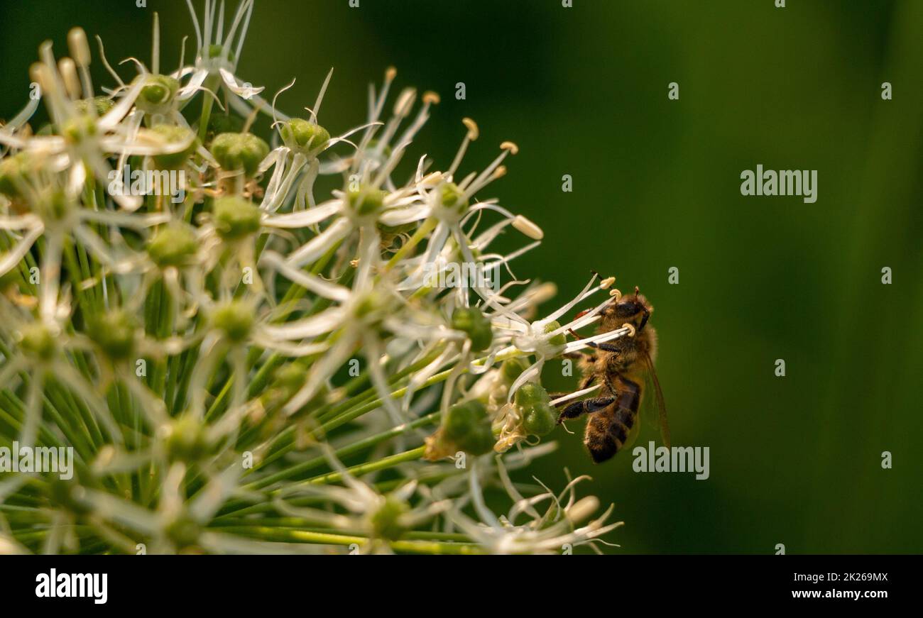 Ape su un fiore Foto Stock