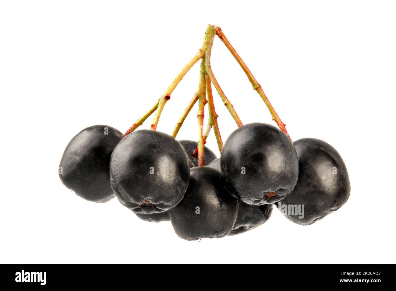 Aronia (Chokeberry) Frutti con steli, isolato su sfondo bianco, macro dettaglio. Foto Stock