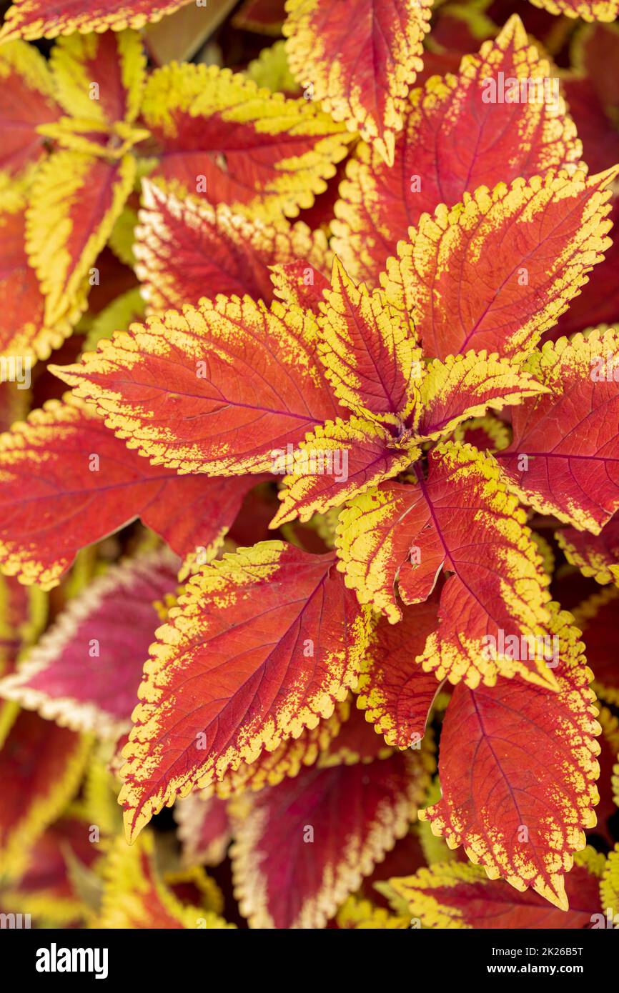 1000+ Piantine Di Coleus Miste - Facili Da Coltivare, Fogliame Colorato Per Giardini E Vasi