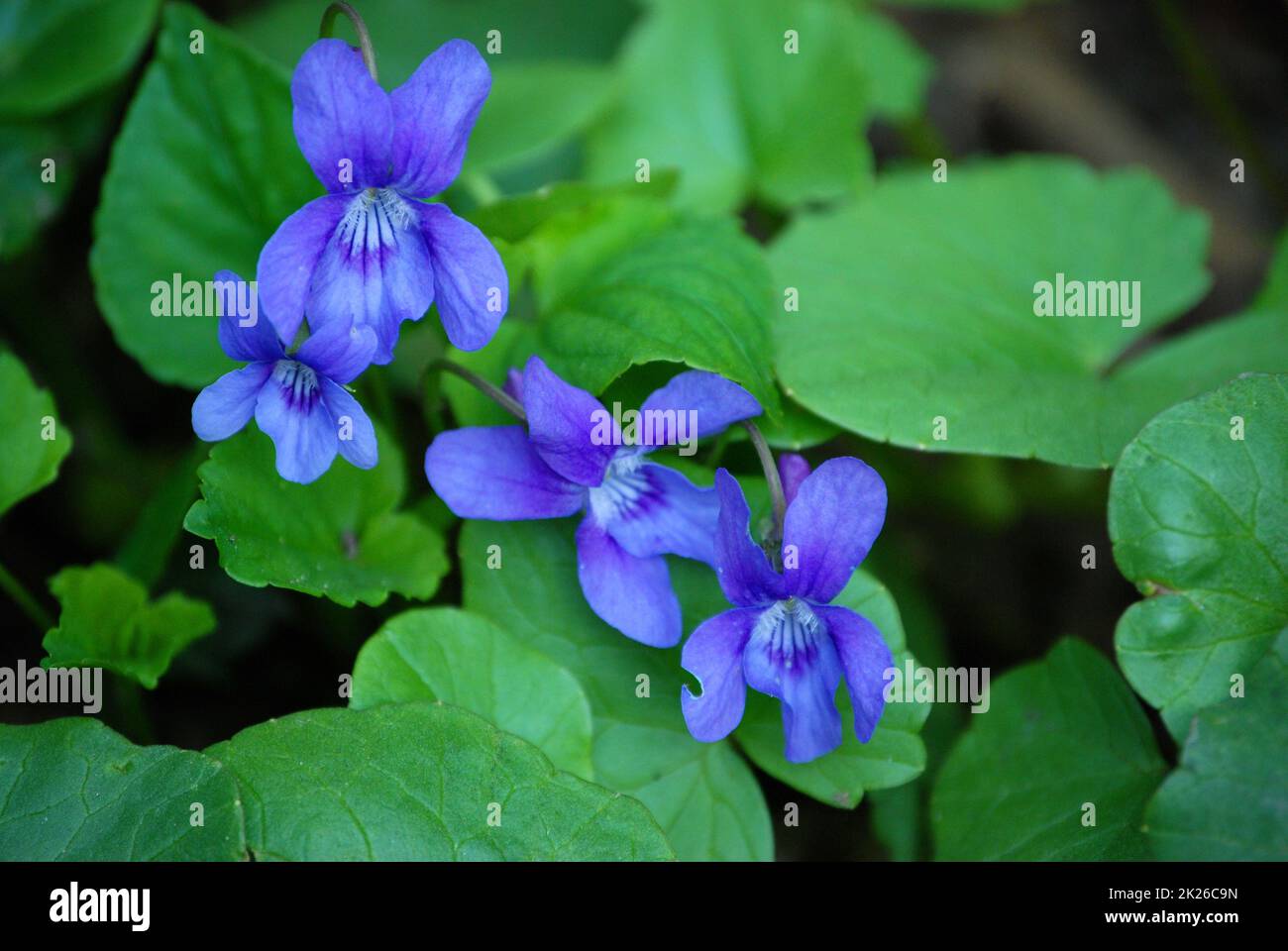 Viole Foto Stock