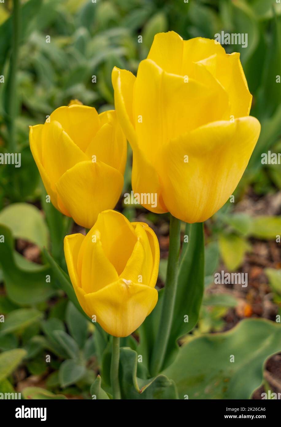 Giardino giallo i tulipani Foto Stock