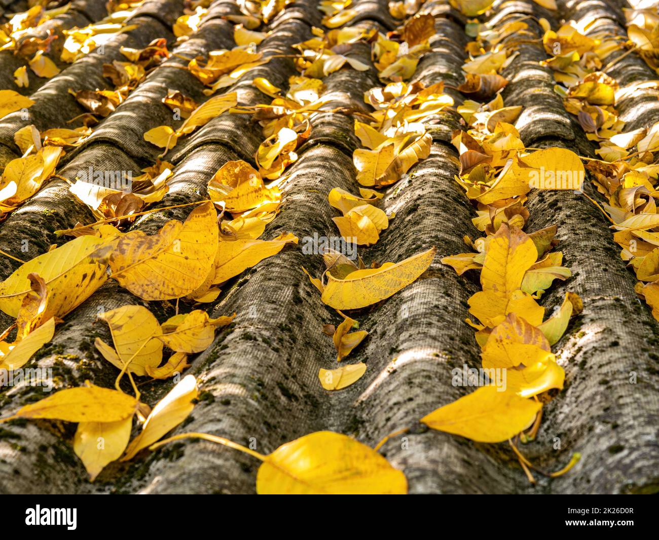 Il tetto di ardesia della casa in autunno caduto foglie gialle dell'albero. Foto Stock