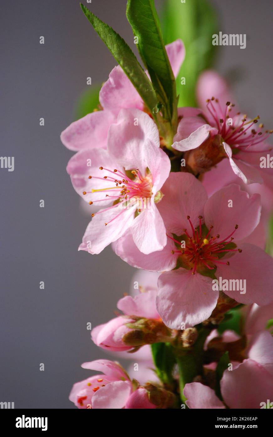 Fiore di pesco Foto Stock