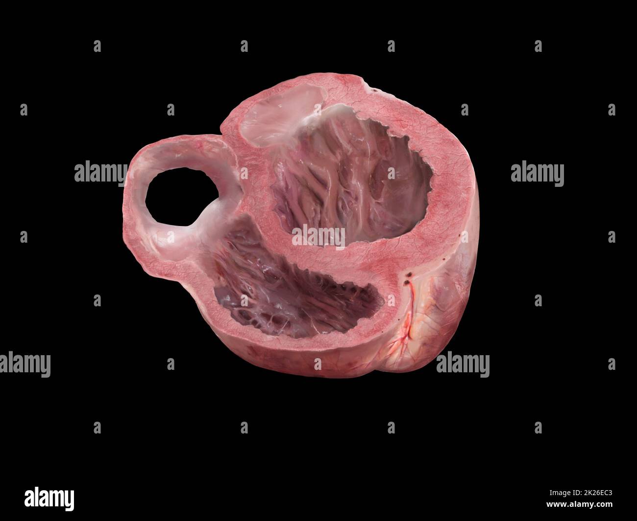 Sezione trasversale anatomia cardiaca . Studio formazione schema medico diagramma ventricolo sinistro e destro, ventricoli cardiaci, rendering 3D, illustrazione, isolato su sfondo nero. Foto Stock