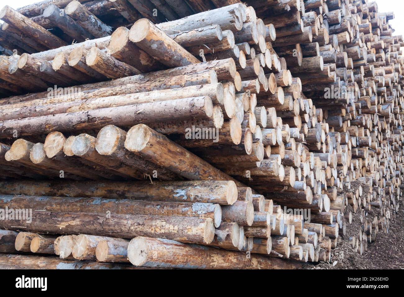 Fondo di tronchi di pino tagliato. Effetti di tempesta di Vaia Foto Stock