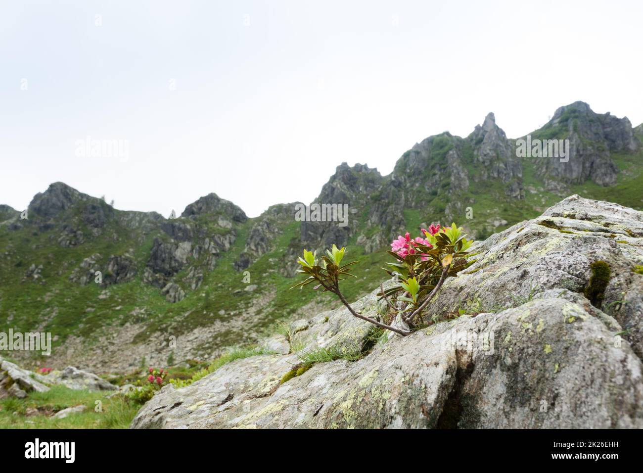 Arbusto di Rhododendron sulla roccia. Primo piano sulla natura. Paesaggio di montagna Foto Stock