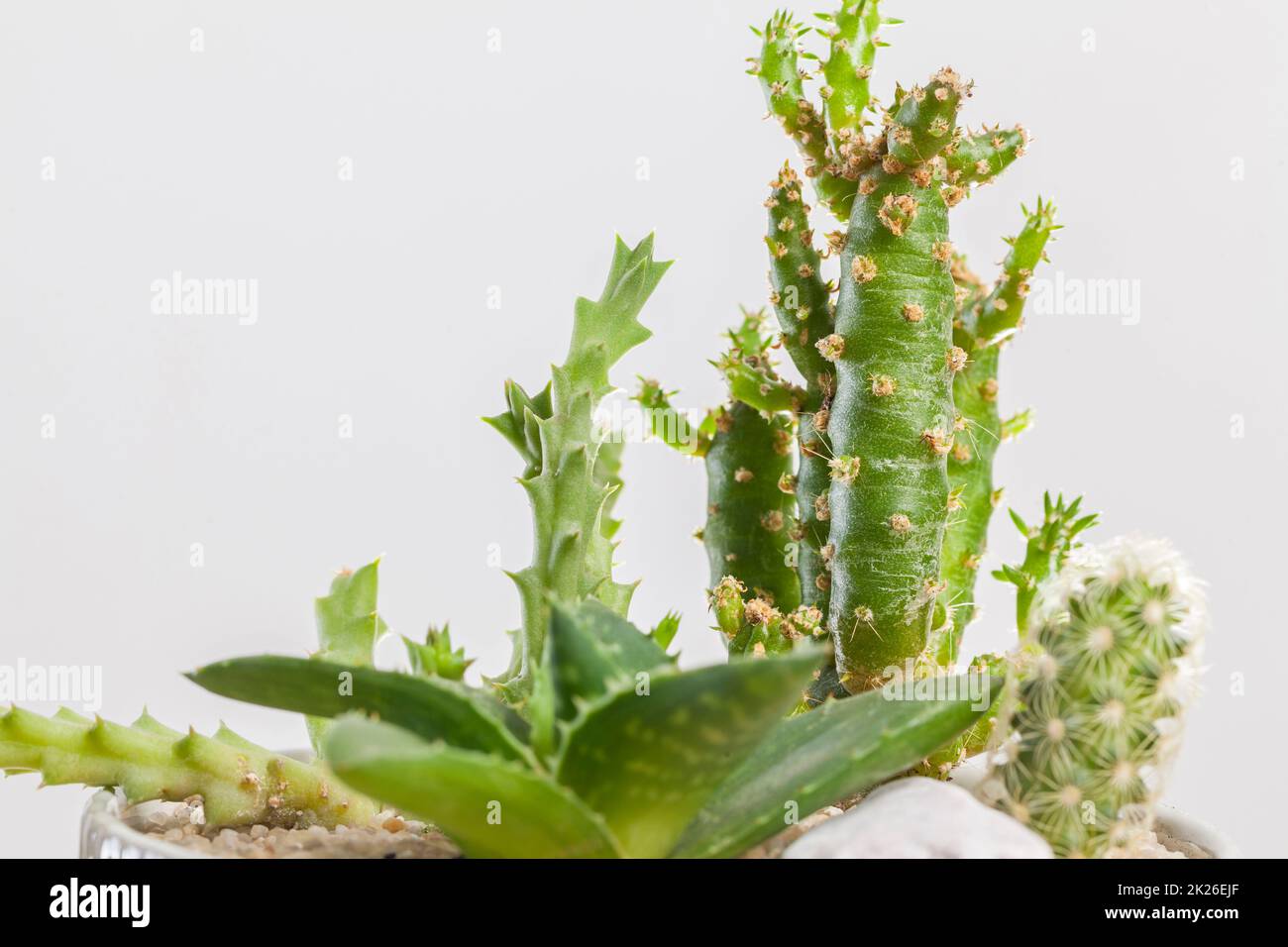 Disposizione delle piante succulente in un vaso di vetro. Foto Stock