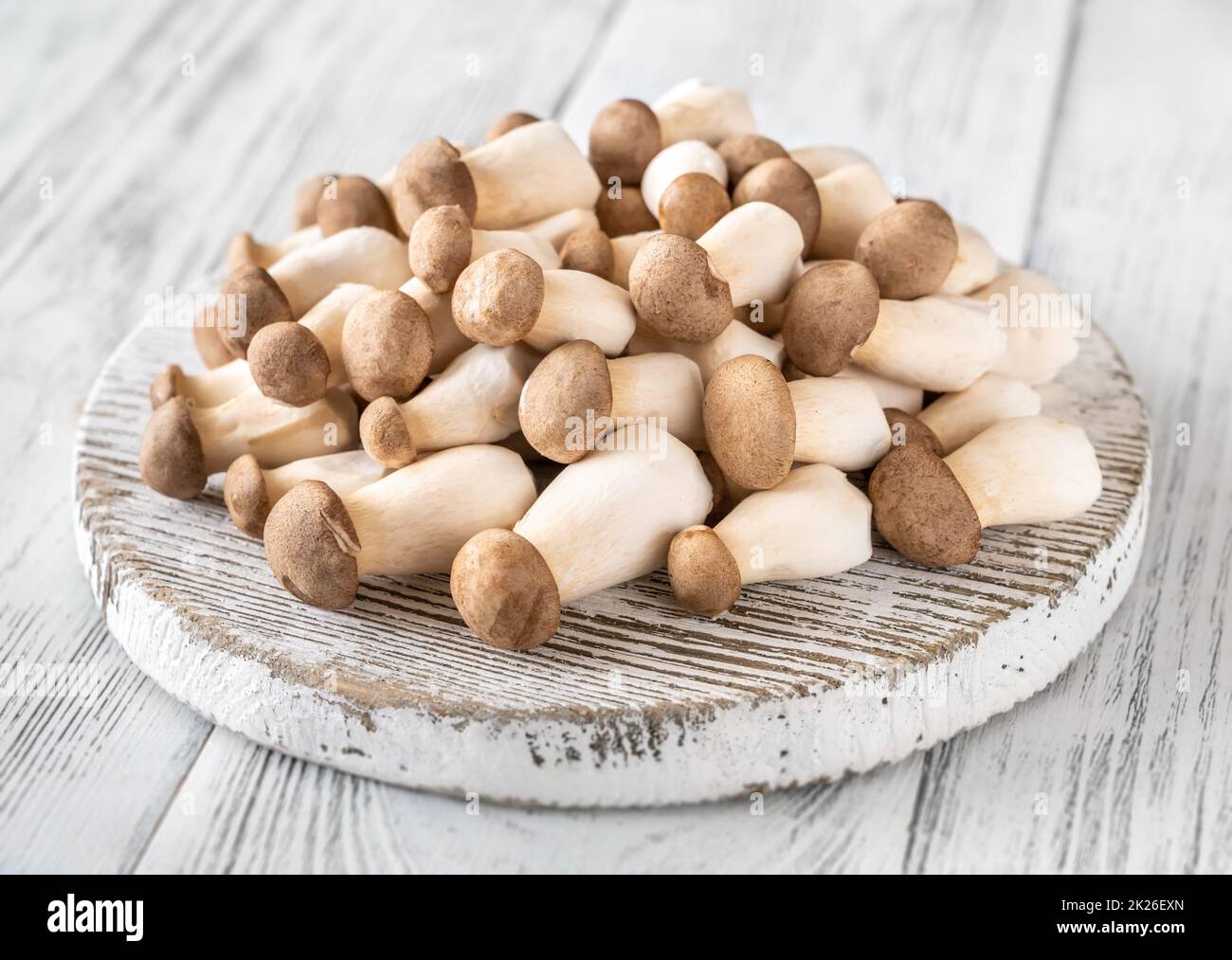 Funghi di ostriche grezze Foto Stock