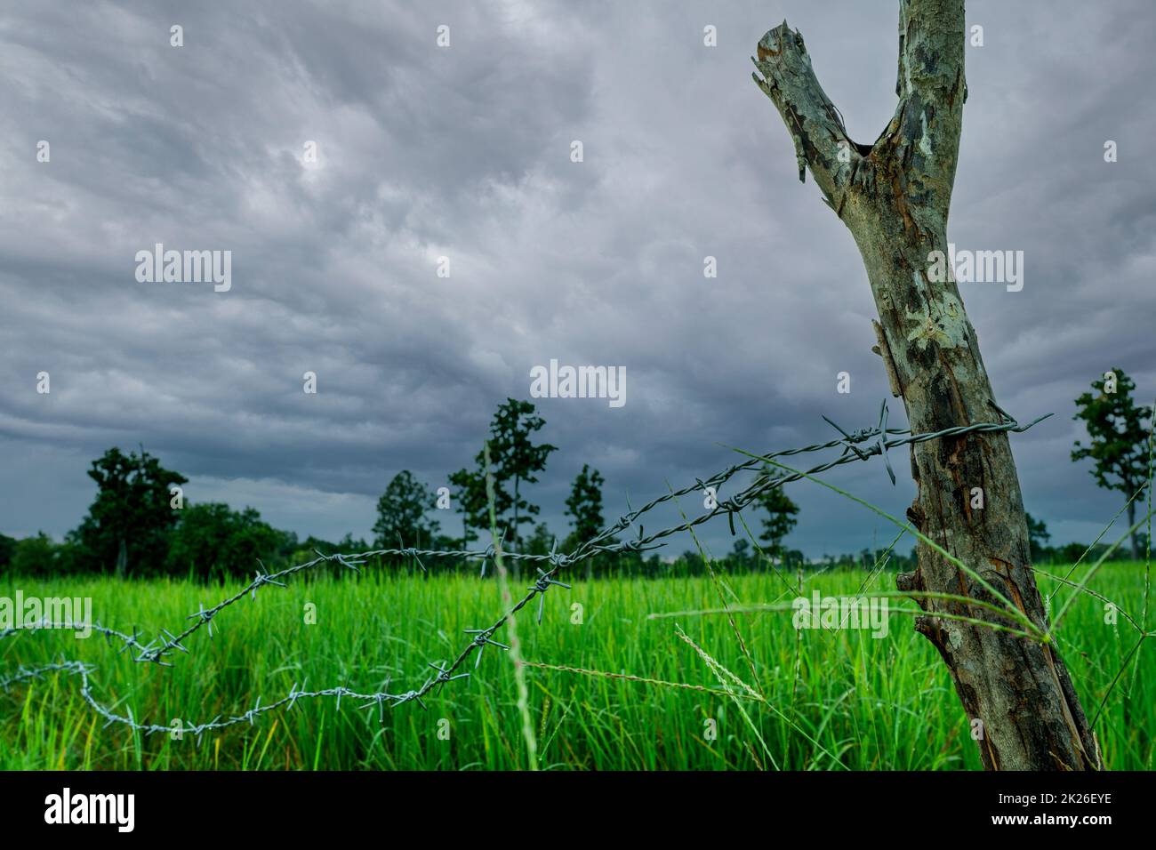 Risaia verde con recinzione in filo spinato e palo di legno con cielo tempestoso. Azienda agricola di riso in Asia. Campo di risone verde. Paesaggio di fattoria agricola. Area agricola. Fattoria di riso in stagione piovosa. Foto Stock