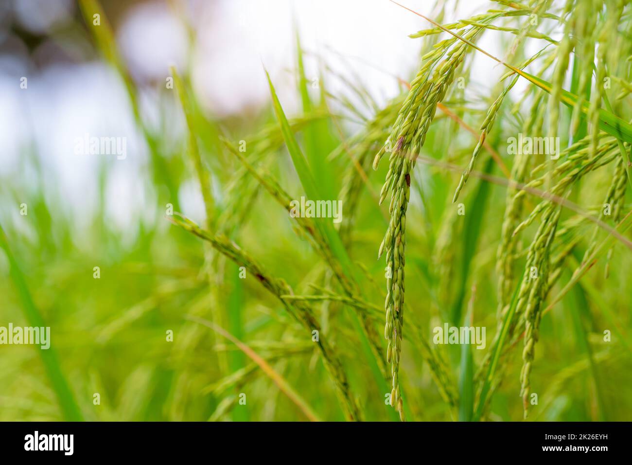 Focalizzazione selettiva sull'orecchio di riso. Campo di risone verde. Piantagione di riso. Azienda agricola biologica di riso in Asia. Prezzo del riso nel concetto del mercato mondiale. Bella natura di terreno agricolo. Campo di risone. Coltivazione di piante. Foto Stock