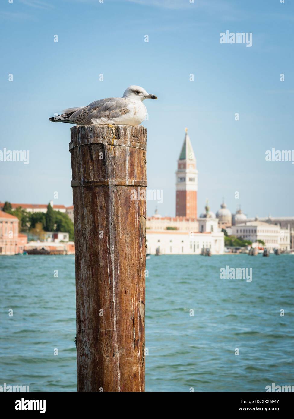 Un gabbiano di fronte alla laguna di Venezia con Piazza san Marco e il Palazzo Ducale sfuocato sullo sfondo Foto Stock