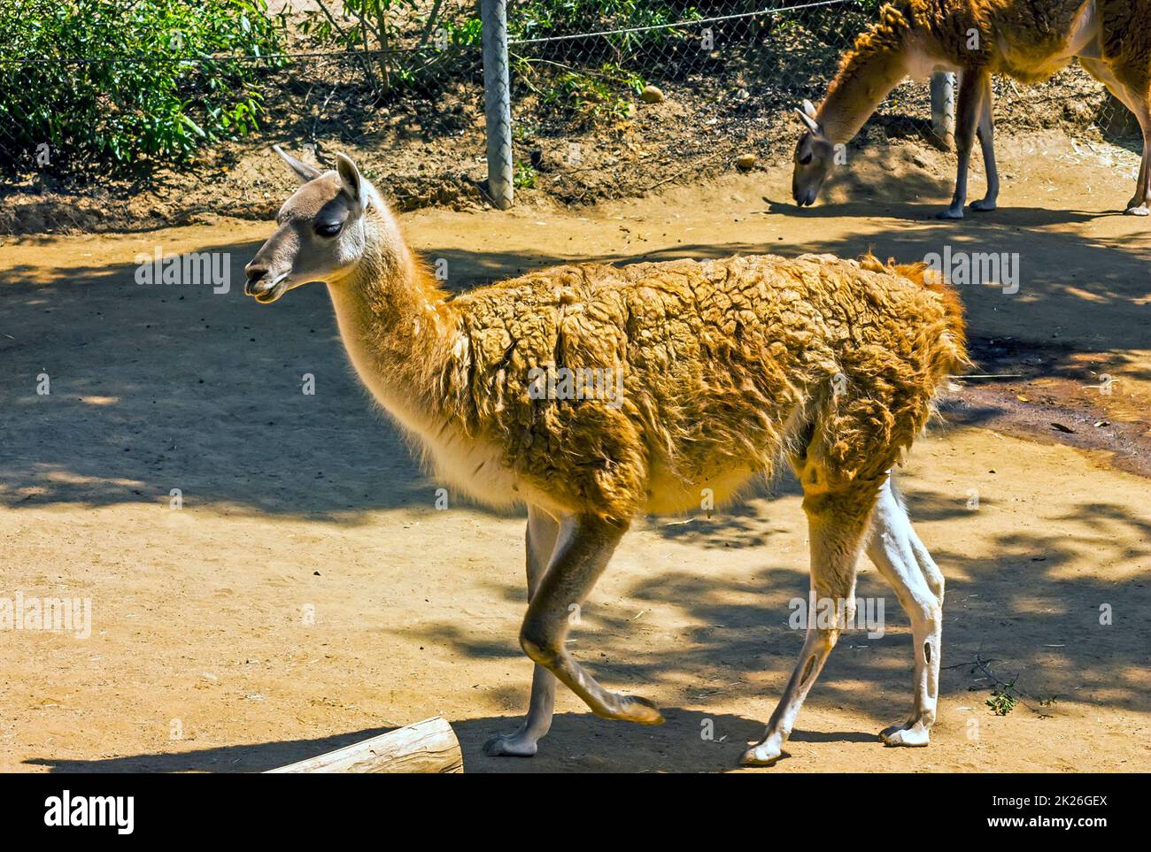 Llama in zoo. Foto Stock