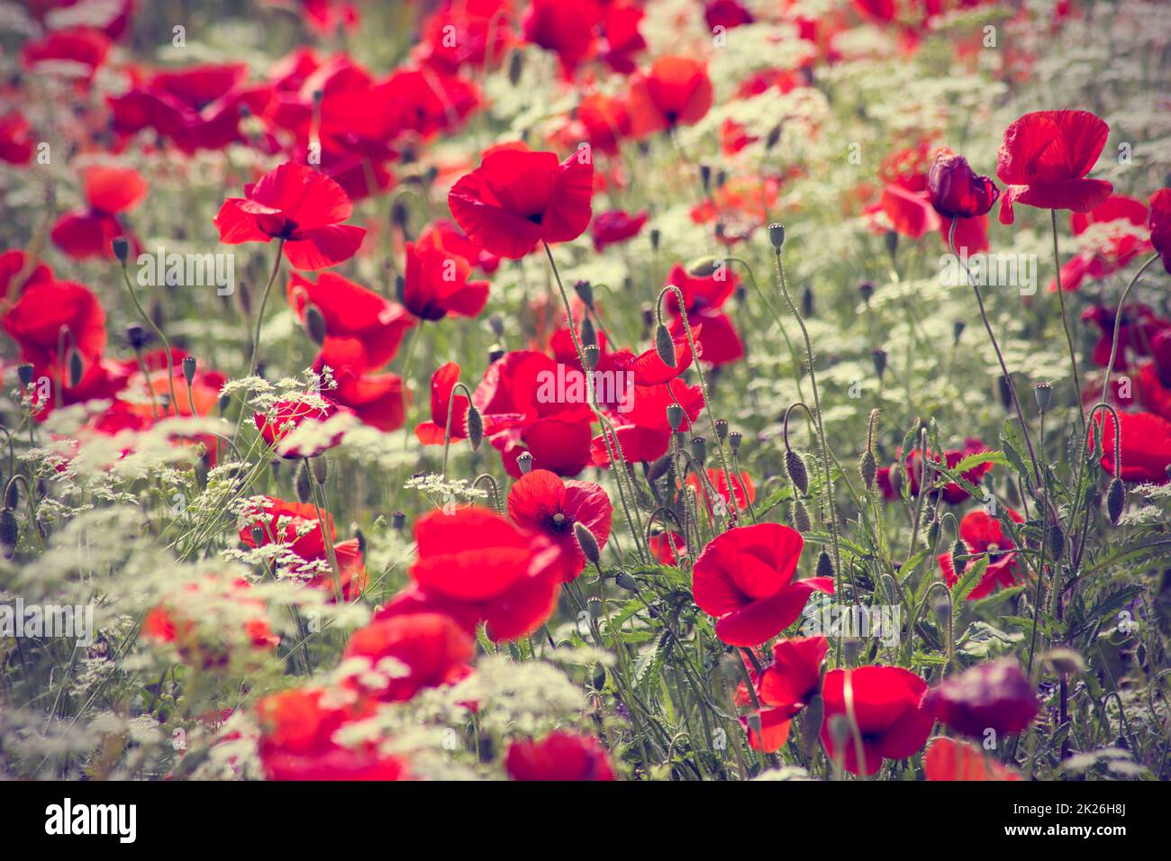 Rosso papavero Foto Stock
