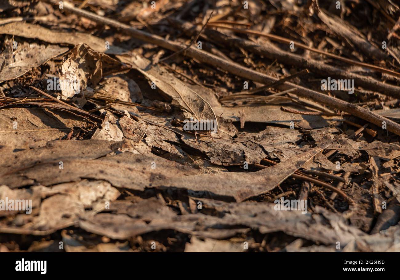 Grasshopper Camouflage Foto Stock