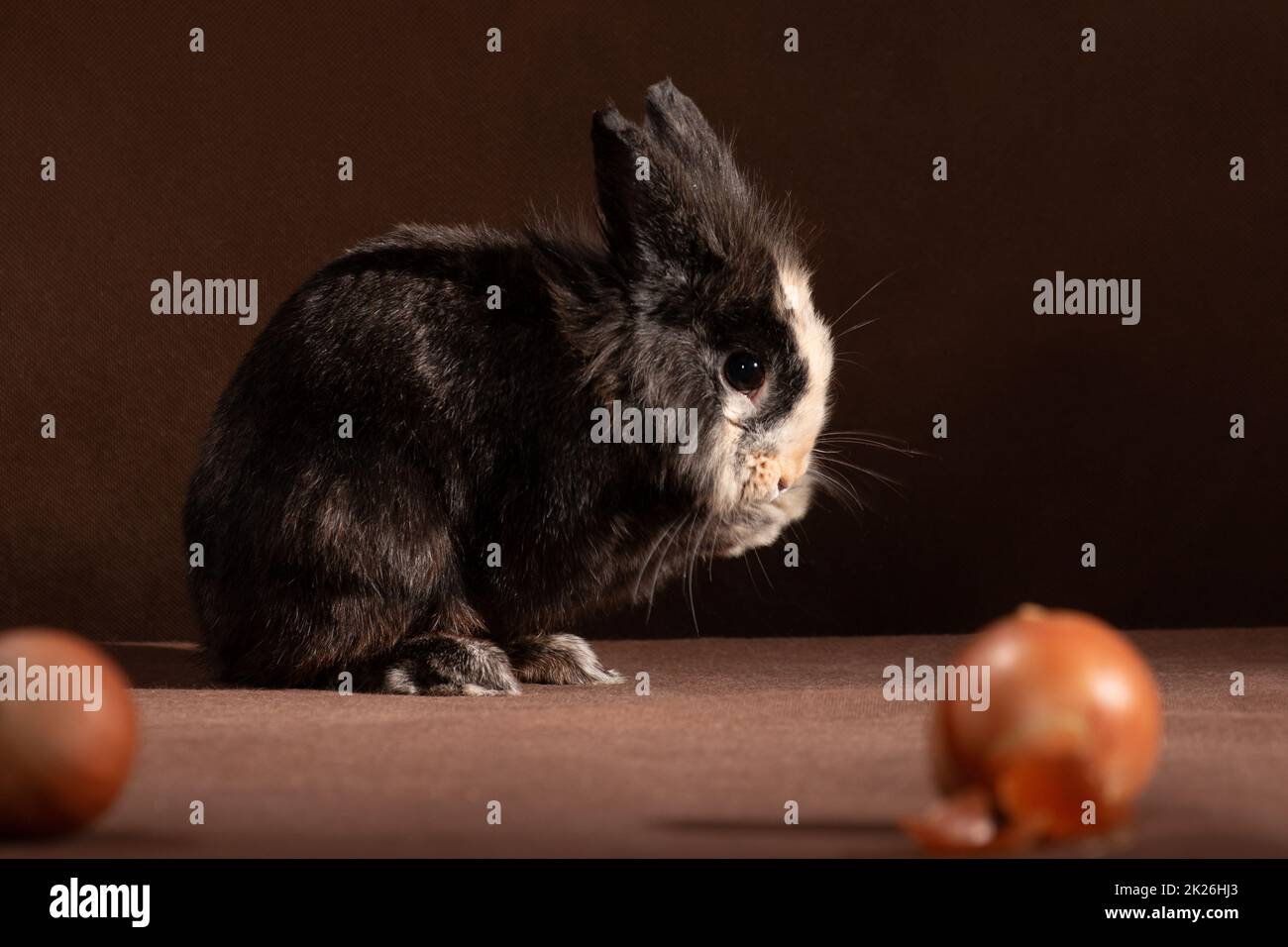 Il coniglio grigio-marrone decorativo lava la sua museruola con le zampe Foto Stock