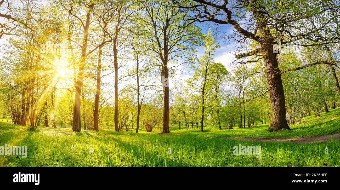 Alba nella foresta di primavera al mattino Foto Stock Alba nella foresta di primavera al mattino Foto Stock