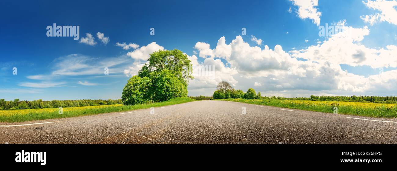 Vista panoramica della strada asfaltata con bellissimi alberi e con campo di erba fresca verde e di dandelioni. Foto Stock