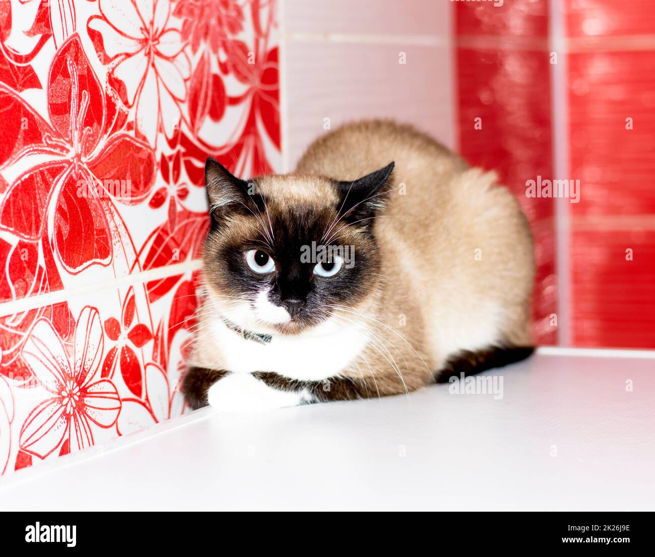 Bellissimo gatto tailandese su uno sfondo piastrellato rosso Foto Stock