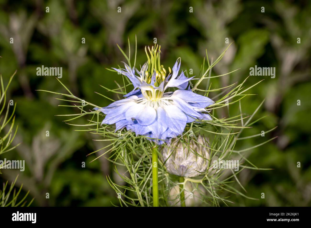 Fiore di cumino blu chiaro nero su sfondo verde Foto Stock