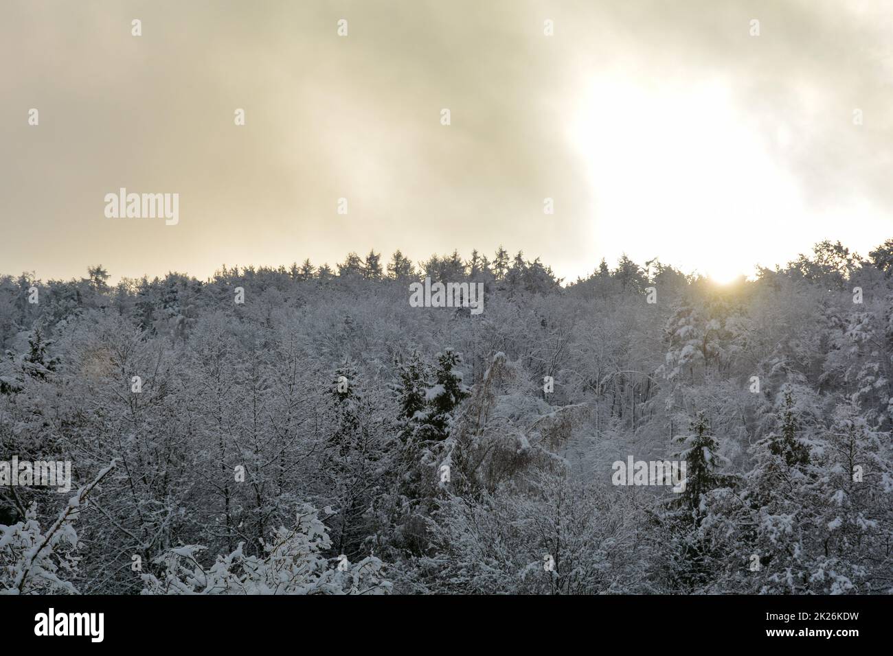 Sole di prima mattina nella foresta con molta neve Foto Stock