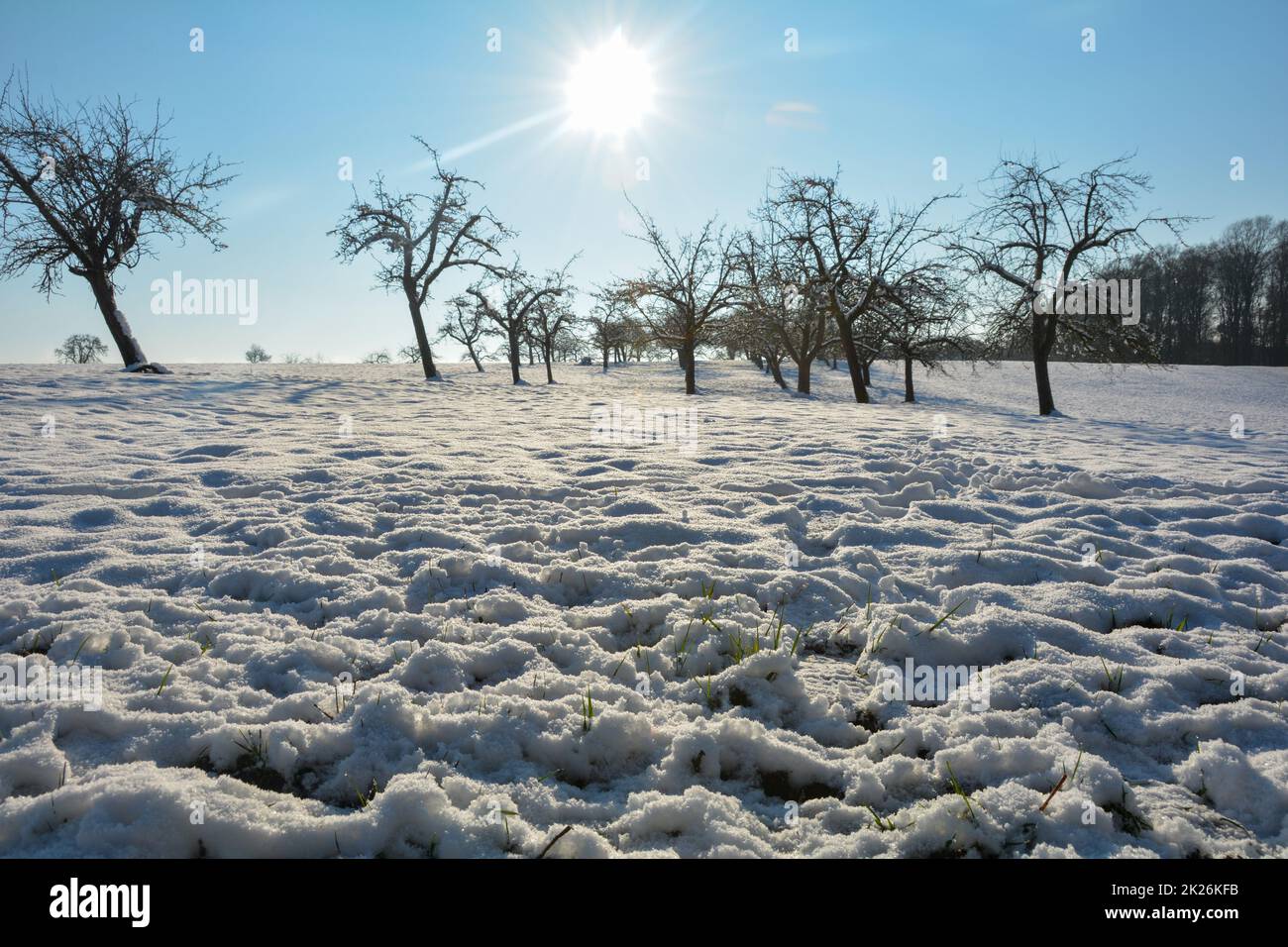Alberi all'alba con campi di neve e sole Foto Stock