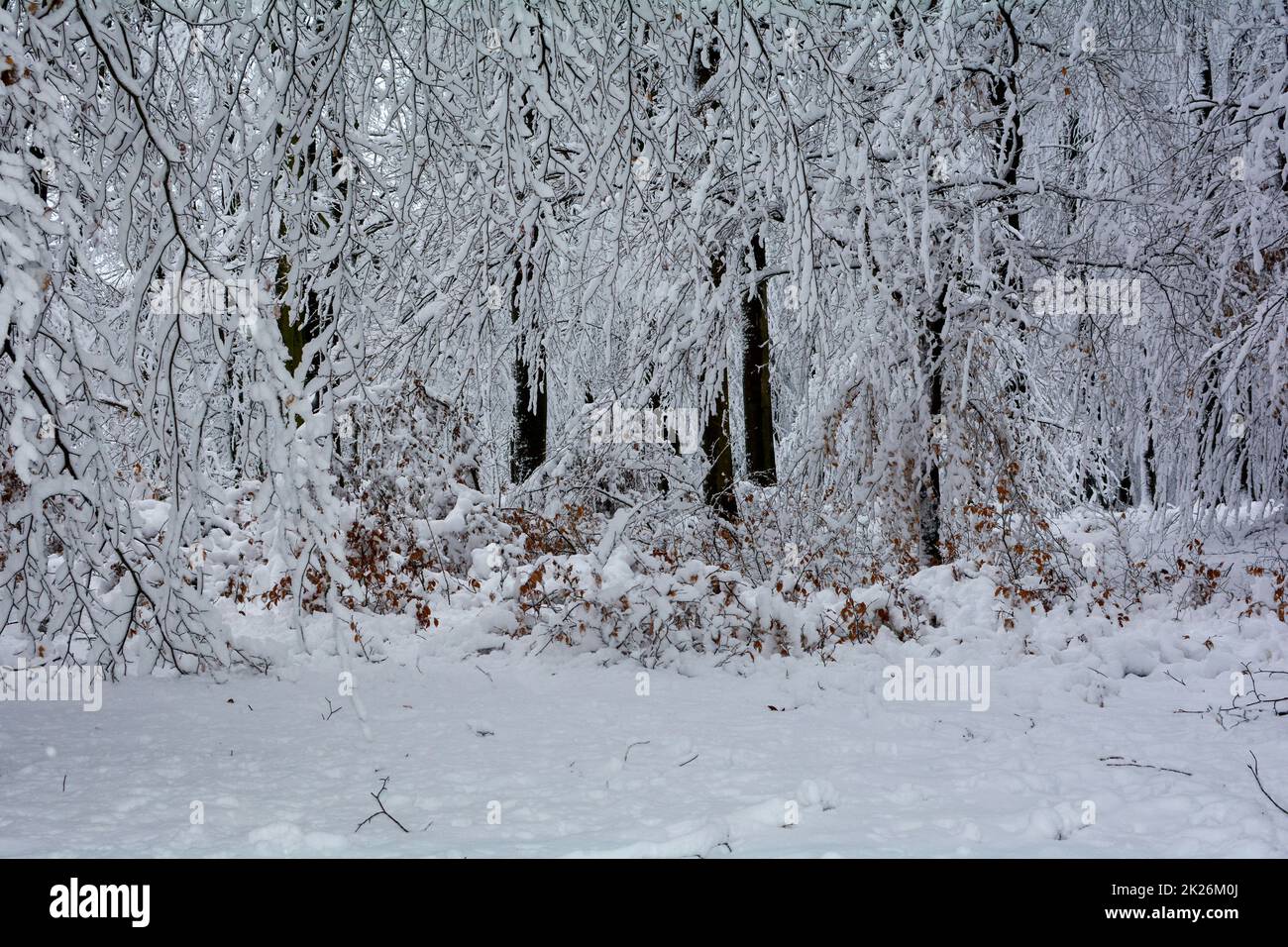 Alberi nella foresta con neve Foto Stock