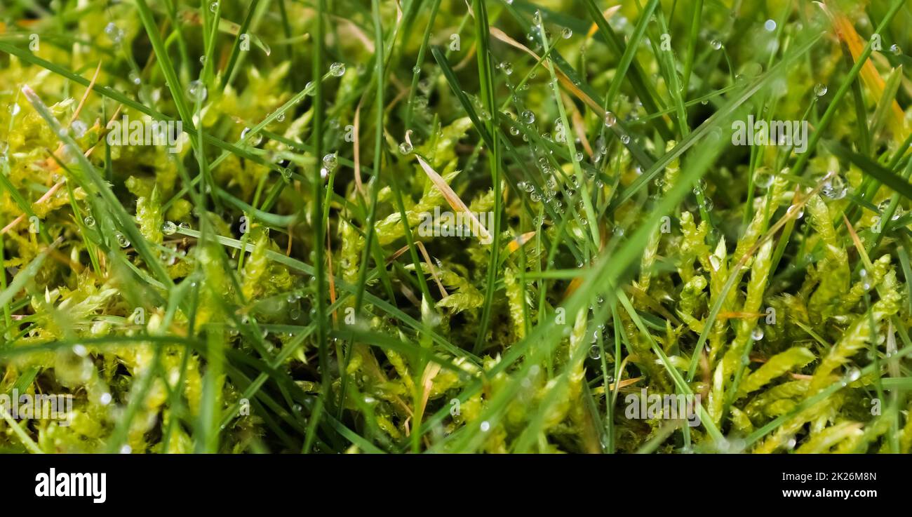 Gocce di pioggia fresca in vista ravvicinata su foglie di piante verdi e erba Foto Stock