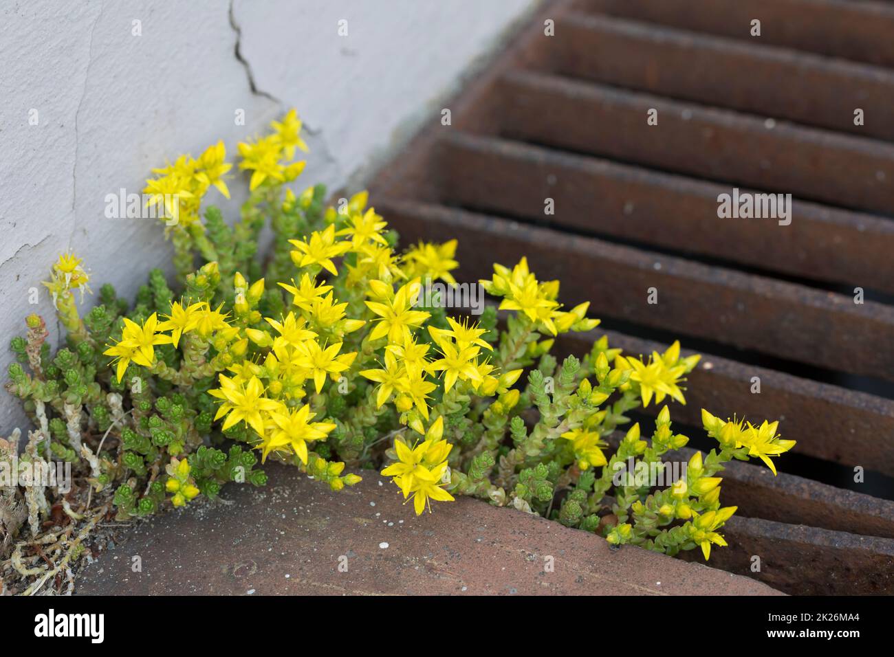 Scharfer Mauerpfeffer, Mauerpfeffer, Sedum acre, Stonecrop, Wall Pepper, Orpin âcre, Poivre des murailles Foto Stock