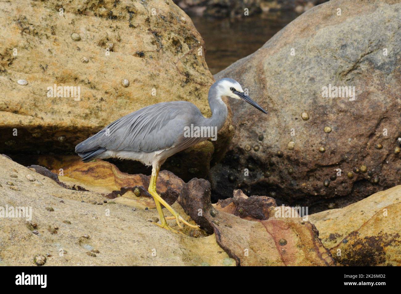 Un airone di fronte bianca a Fairy Bower vicino a Manly Beach a Sydney, Australia Foto Stock