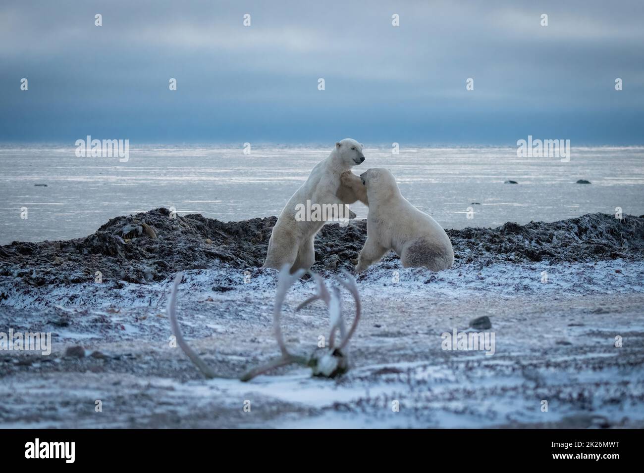 Due orsi polari che sparano da Hudson Bay Foto Stock