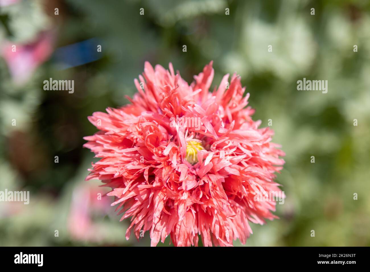 Papavero fritto rosso, Papaver lacinatum (Chrimson Feathers) e il suo bel fiore. Foto Stock
