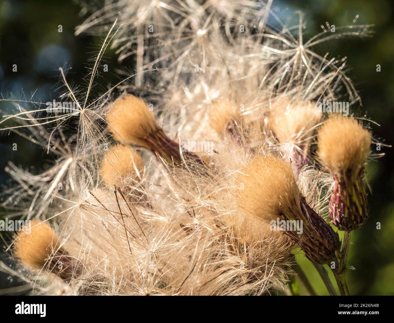 Thistle secco Foto Stock