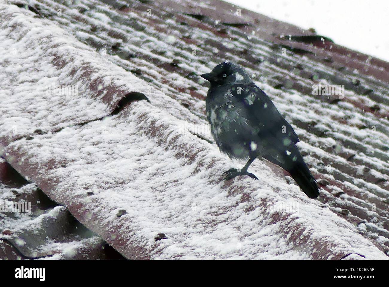 corvi sotto la neve in inverno, corvi sotto la neve appollaiata sul tetto, animali in inverno Foto Stock