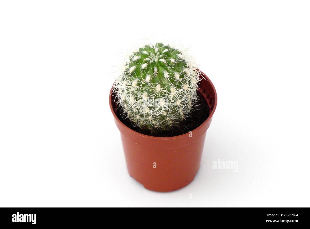 piccola pianta di cactus in piedi su uno sfondo bianco, piccolo cactus in una pentola piccola, fiore di cactus prickly, pianta di cactus ornamentale e decorativa Foto Stock