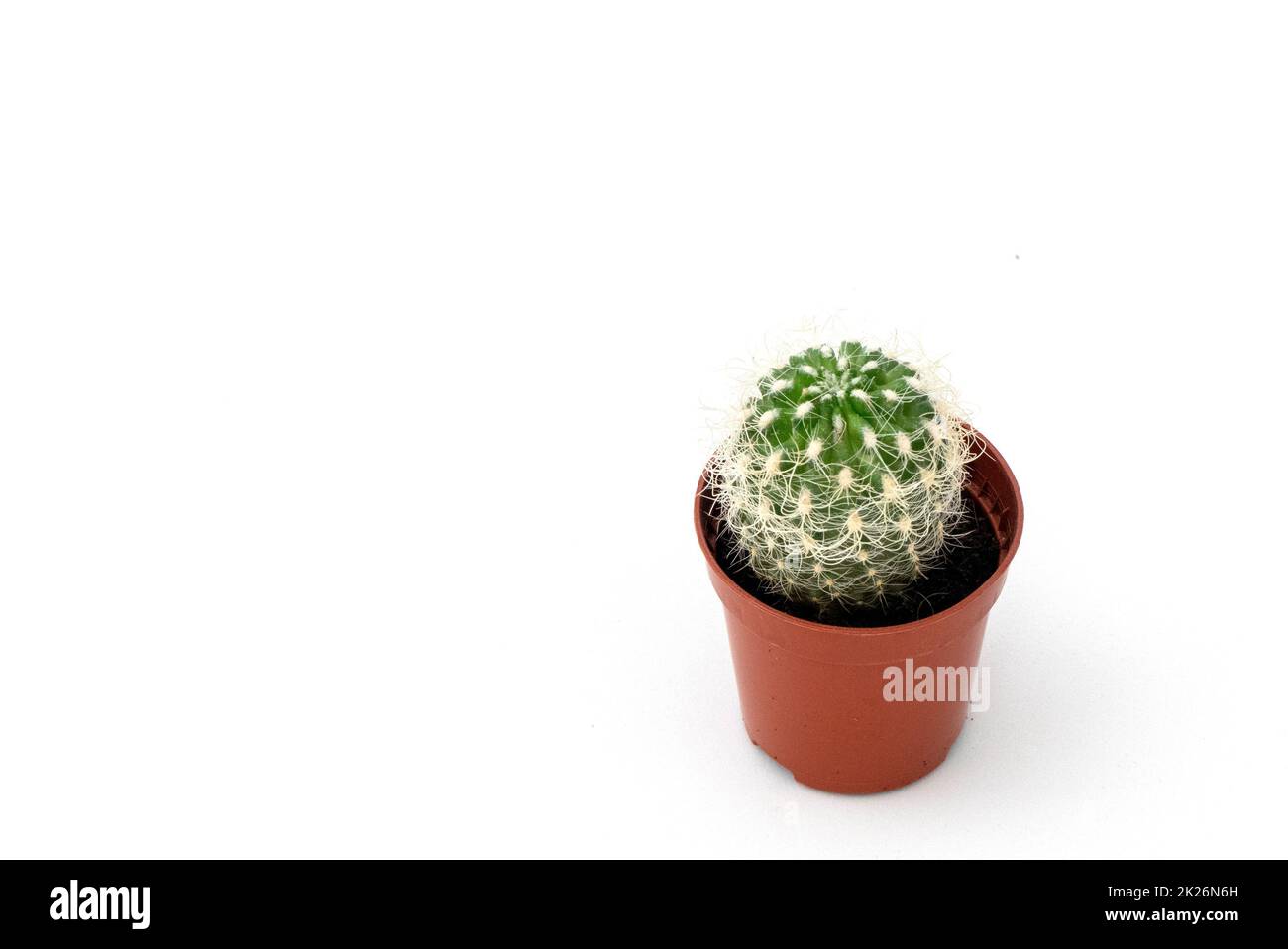 piccola pianta di cactus in piedi su uno sfondo bianco, piccolo cactus in una pentola piccola, fiore di cactus prickly, pianta di cactus ornamentale e decorativa Foto Stock