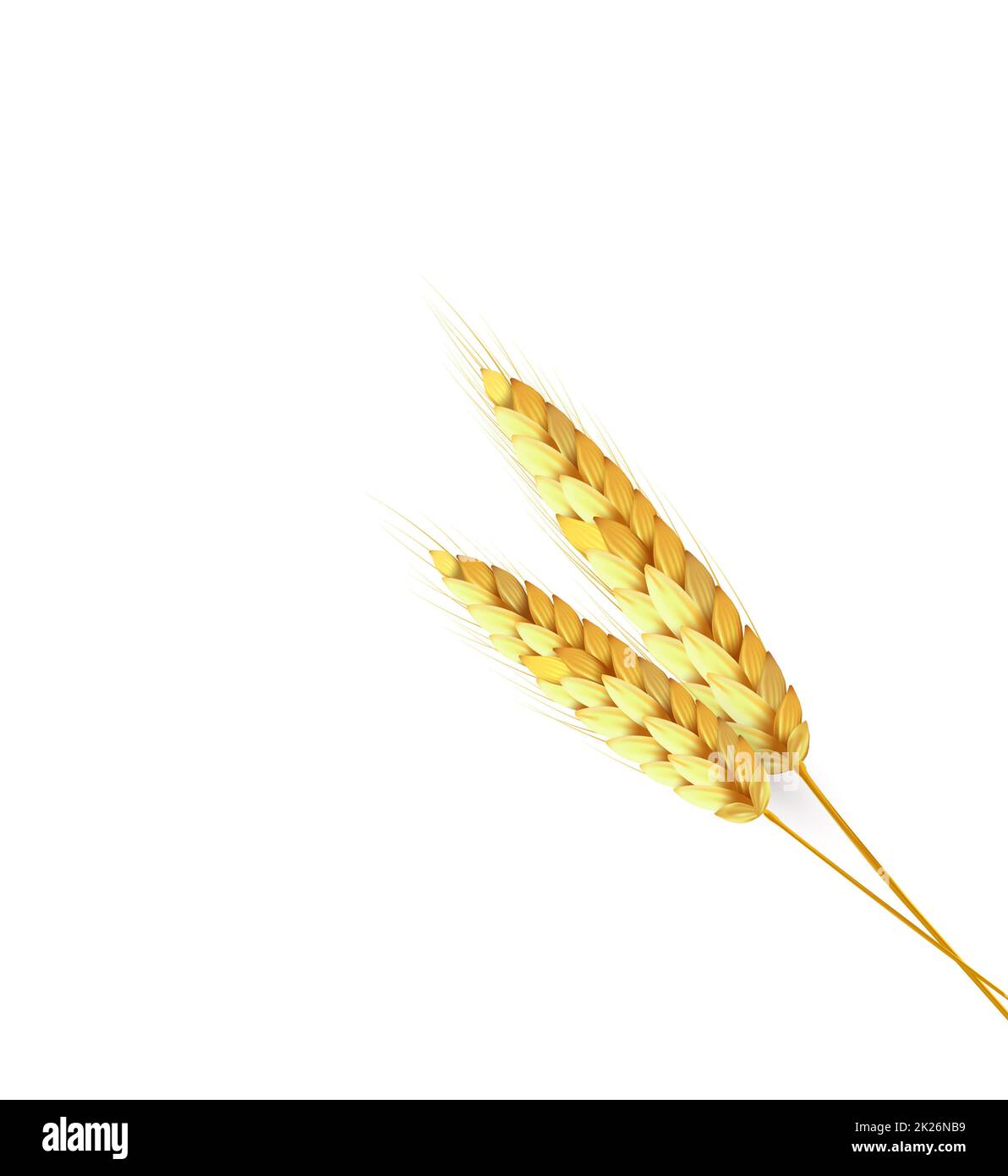 Grano di grano, orzo, avena, riso, pannocchia brillante. Agricoltura raccolta di colore dorato Foto Stock