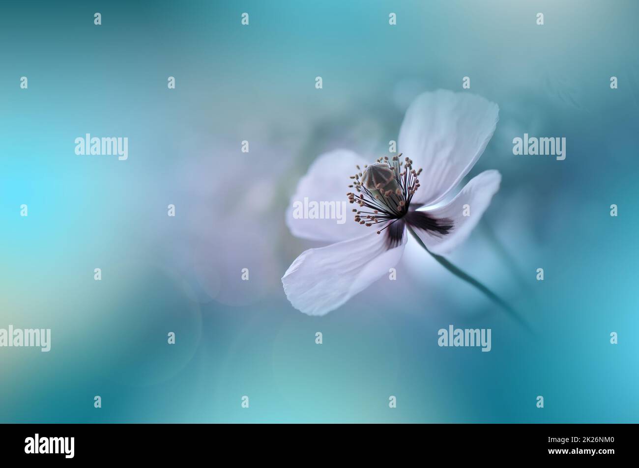Bella Macro Photo.Magic Poppy Flower.Floral Art Design.Close up Photography.Conceptual Abstract Image.Green background.Fantasy Art.Creative Wallpaper.Beautiful Nature background.Amazing Spring White Flowers.Copy Space.Wedding invito. Foto Stock