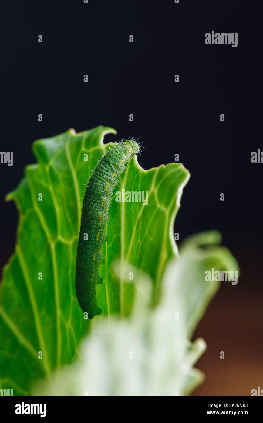Bruco verde che striscia su una foglia Foto Stock