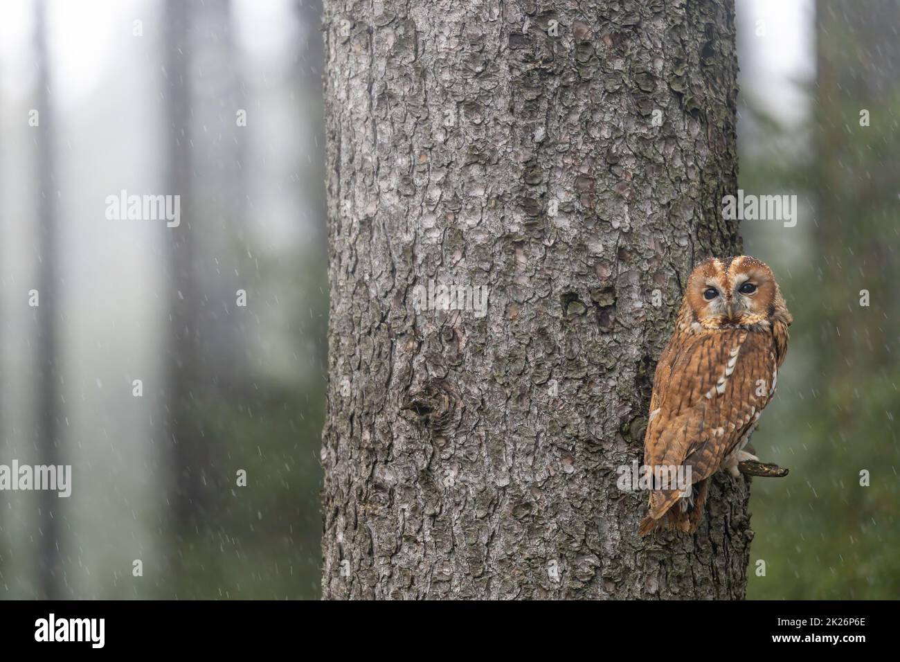 Tawny gufo è seduto su un ramo di albero Foto Stock