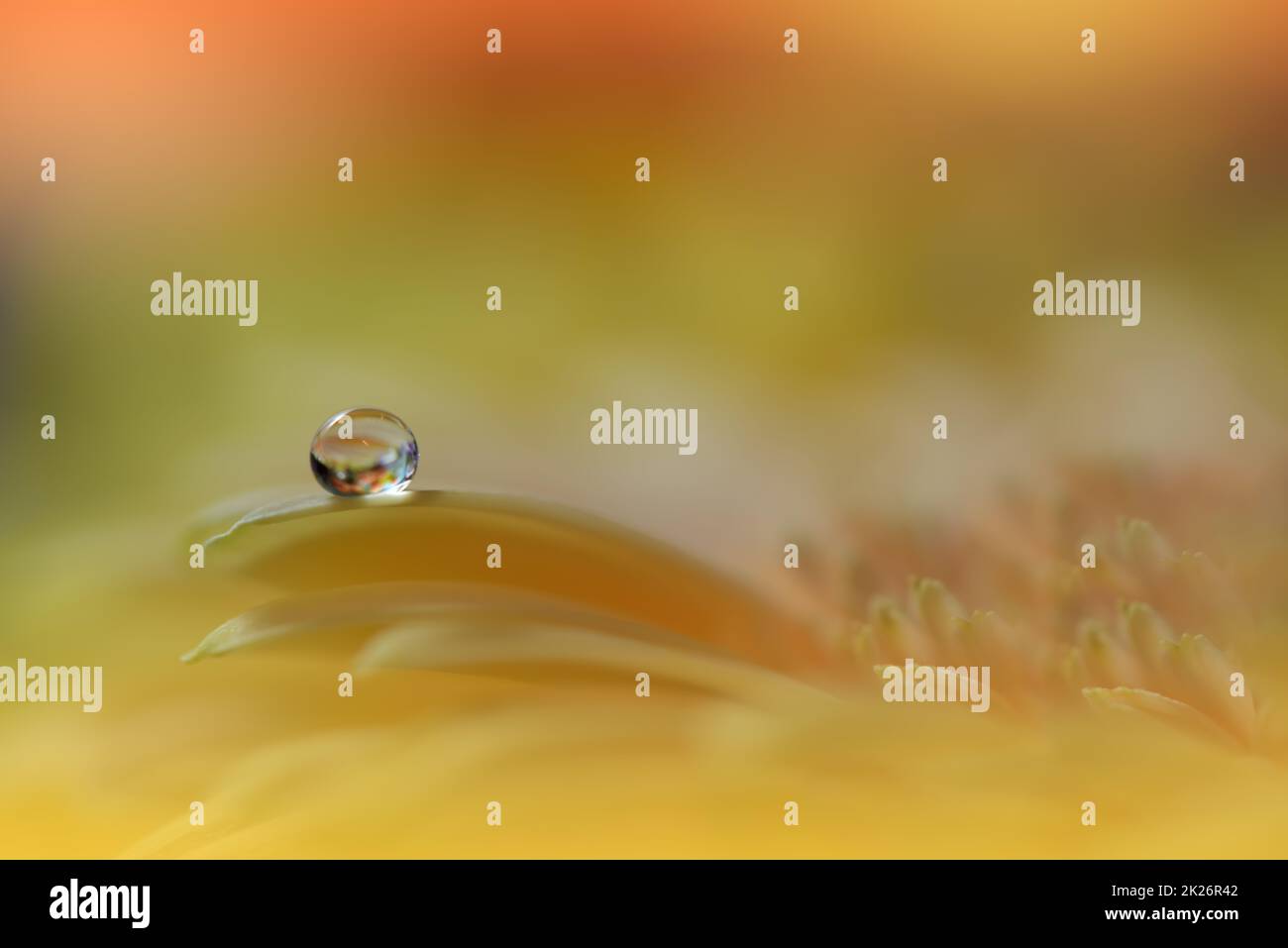 Bella Macro Photo.Dream Flowers.Border Art Design.Magic Light.Close up Photography.Conceptual Abstract Image.Yellow and Orange background.Fantasy Floral Art.Creative Wallpaper.Beautiful Nature background.Amazing Spring Flower.Water Drop.Copy Space. Foto Stock