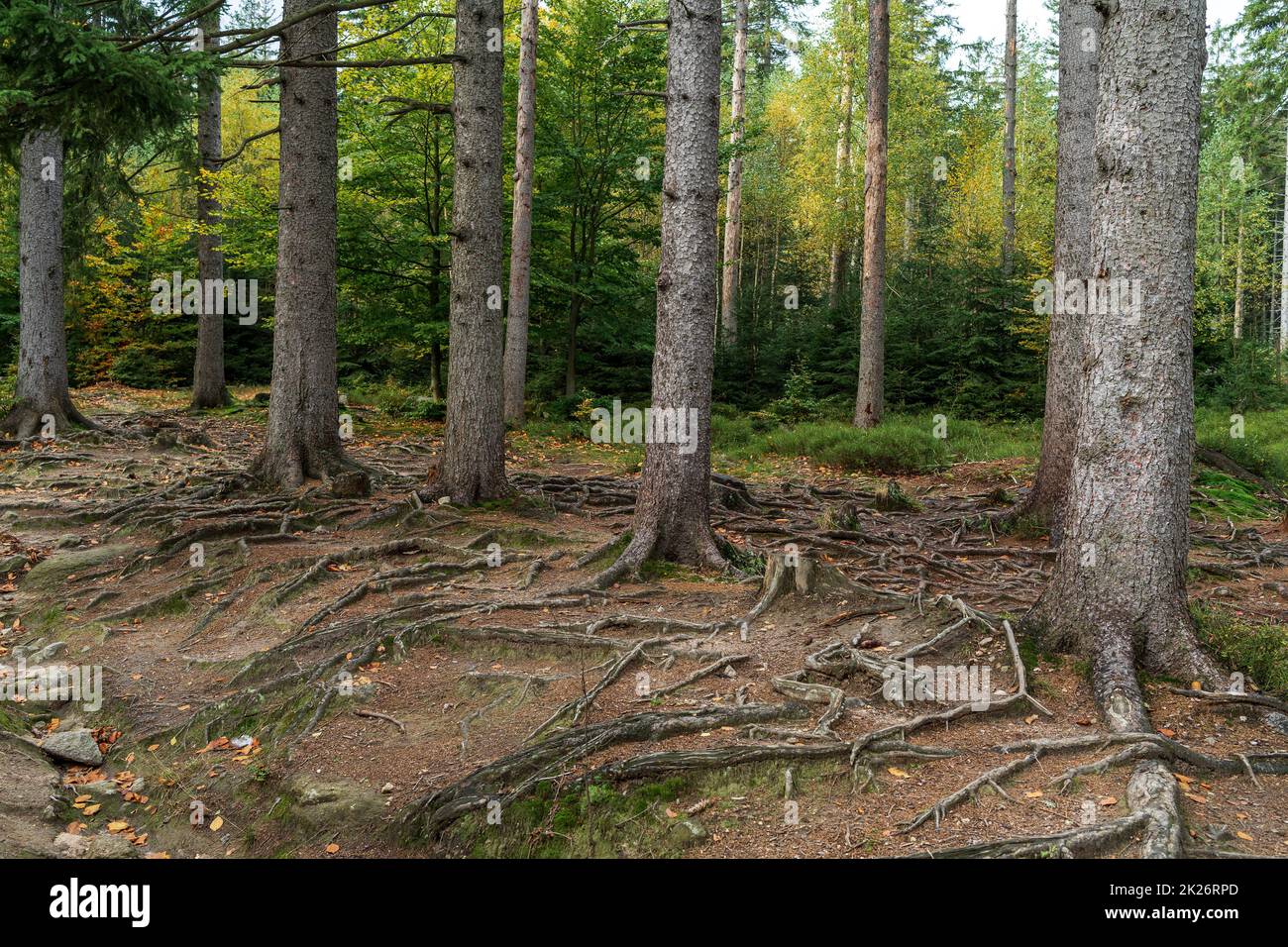 Pineta. Molti tronchi di albero come sfondo. Foto Stock